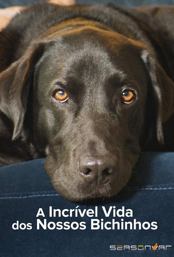 Тайная жизнь питомцев / The Hidden Lives of Pets (2022)