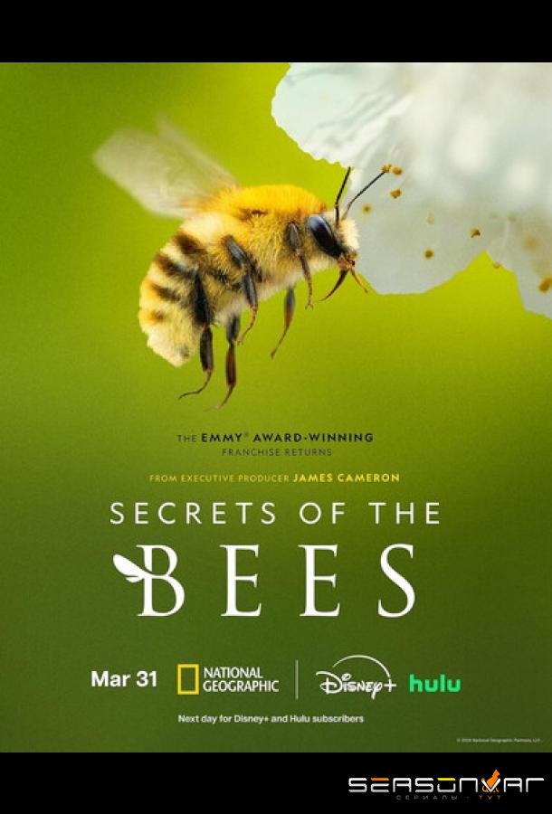 Секреты пчёл / Secrets of the Bees (2026)